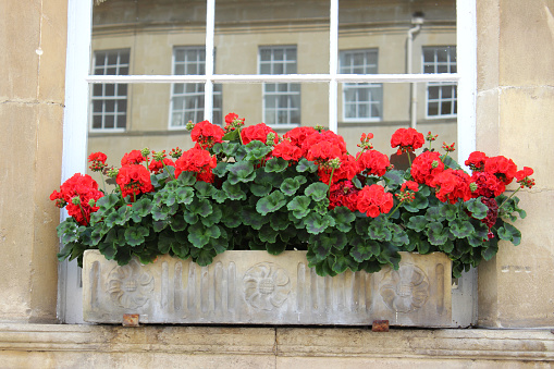 Photo showing a beautiful stone window box brimming with annual red geranium flowers (pelargoniums) in full flower, sitting on the windowsill of a grand Georgian-style house. The window has been painted white and is made up of small individual panels of glass, being typically Georgian in its appearance.