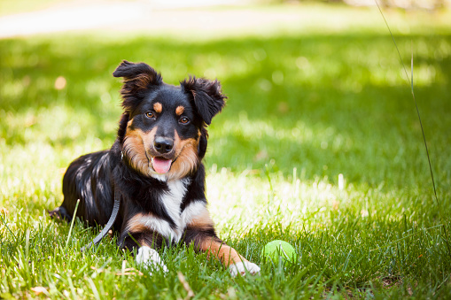 Cute dog looking camera with ball in tranquil scene.