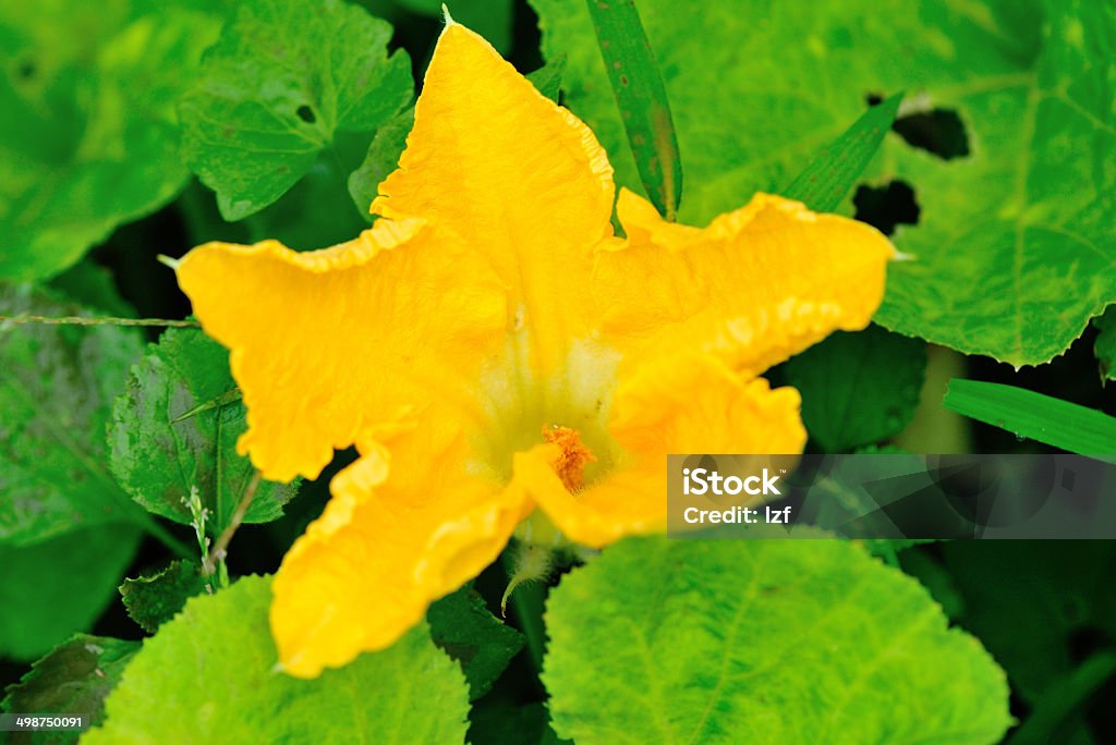 Fiore di zucca - Foto stock royalty-free di Agricoltura