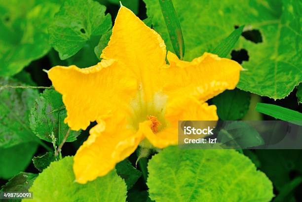 Fiore Di Zucca - Fotografie stock e altre immagini di Agricoltura - Agricoltura, Alimentazione sana, Ambientazione esterna