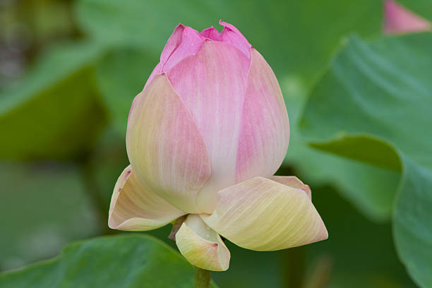 istock beautiful lotus with water 498751485