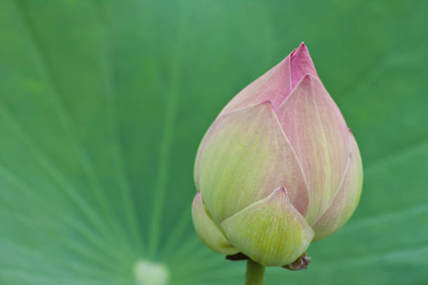 istock beautiful lotus with water 498751597
