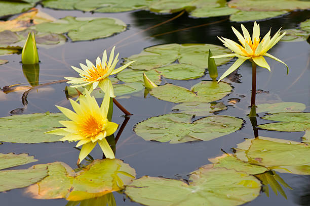 istock beautiful lotus with water 498751707