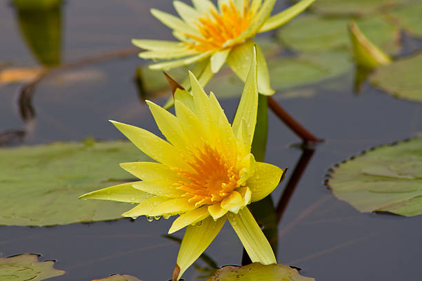 istock beautiful lotus with water 498752617