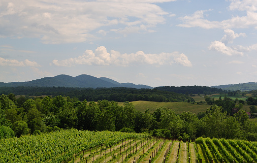 Virginia Vineyard Blue Ridge Mountains in Background
