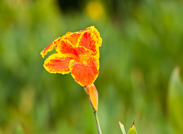 istock canna flower in nature. 498753029