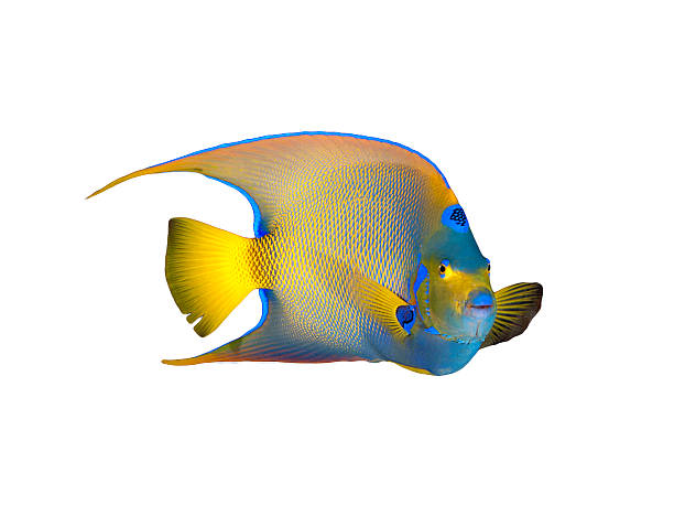 istock Queen Angel Fish Isolated on White Background 498753315