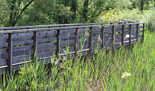 solid wooden walkway for visiting natural oasis in the reeds of a naturalistic Park 1