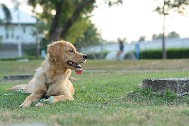 istock Golden retriever puppy 498759264