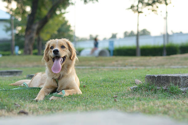 istock Golden retriever puppy 498759376
