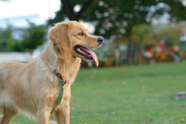 istock Golden retriever puppy 498759496