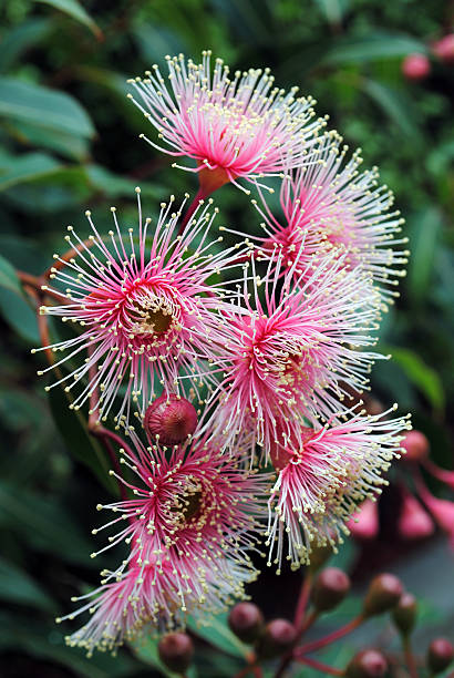 istock pink flowering australian gum 498762306