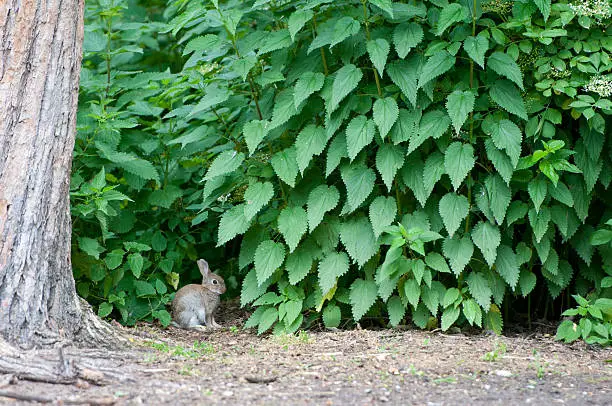 small rabbit sitting in a shrubbery of stinging-nettles