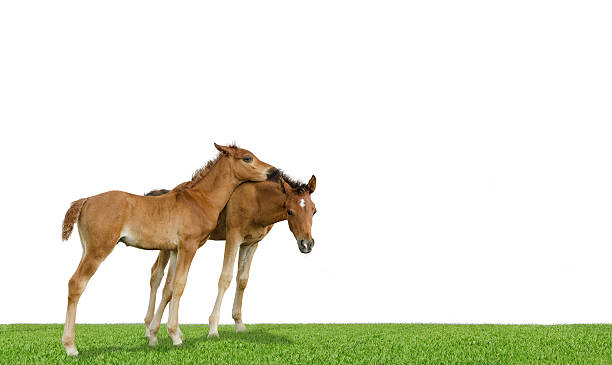 Asil Arabian foals playing together. (Asil means, this horses are of pure egyptian descent). More arabian and other horses in my lightbox.