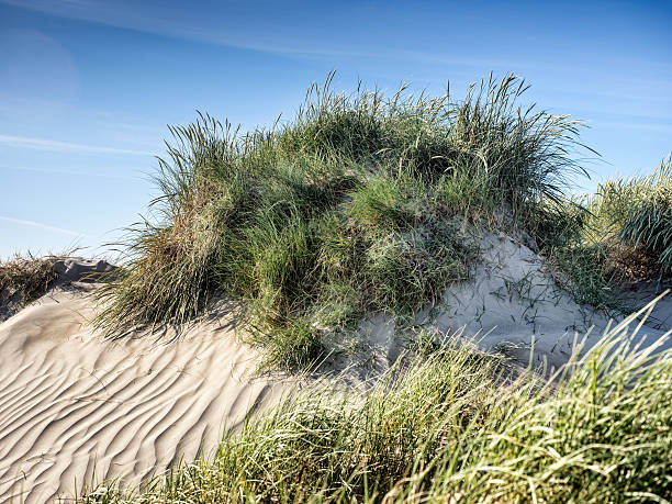 istock Dune on Rindby beach on the island Fanoe 498764779