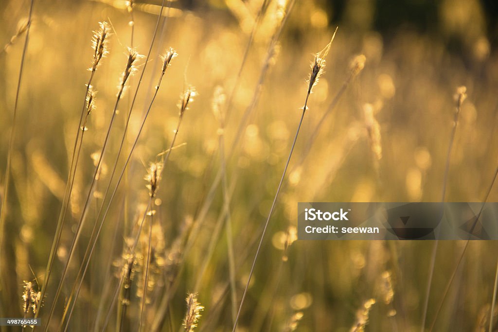 Campo di grano in una giornata di sole. - Foto stock royalty-free di Agricoltura