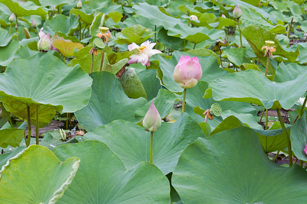 istock beautiful lotus with water 498765475