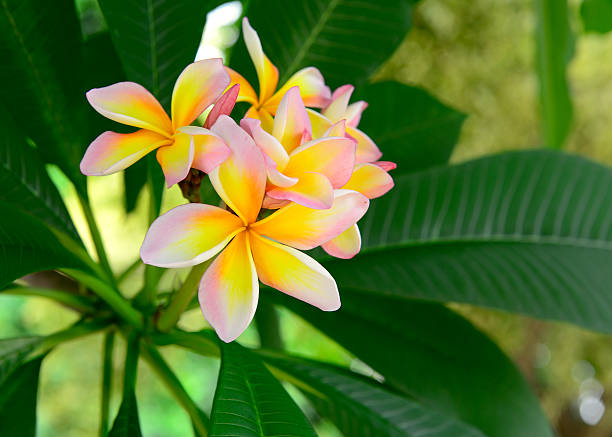 istock Frangipani tropical flowers 498765483
