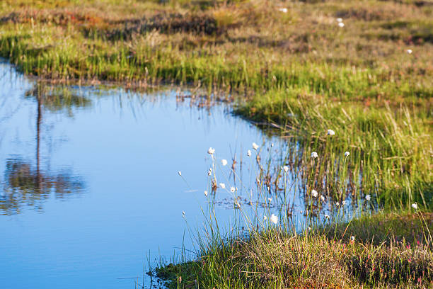 istock Cottongrass at the bog pond 498765489