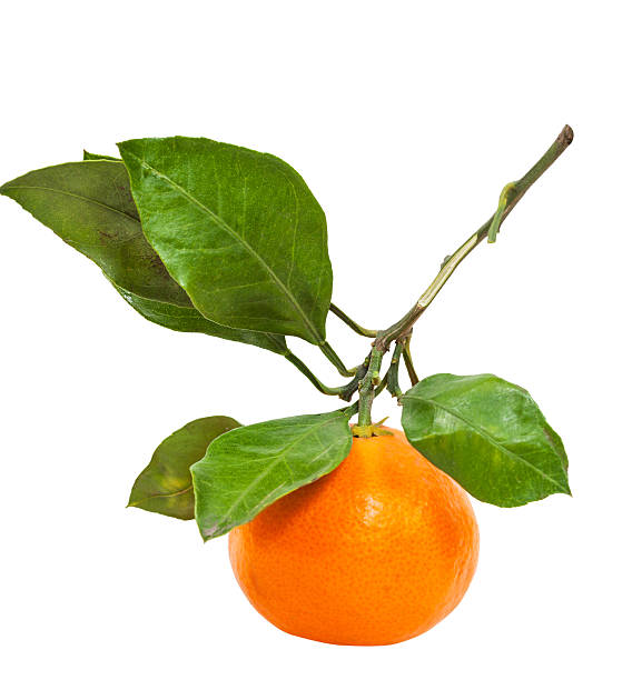 istock brunch with fresh abkhazian tangerine isolated 498765790