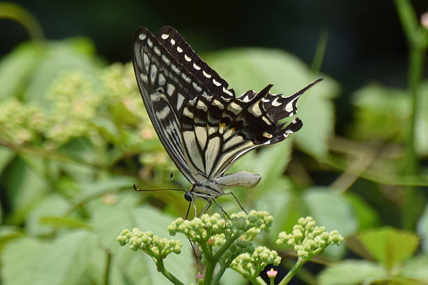 istock Beautiful Japanese Butterfly 498766574