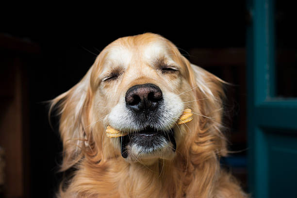 Holding the biscuit A Golden Retriever dog holding her doggy biscuit in her mouth, on dark background. dog bone photos stock pictures, royalty-free photos & images