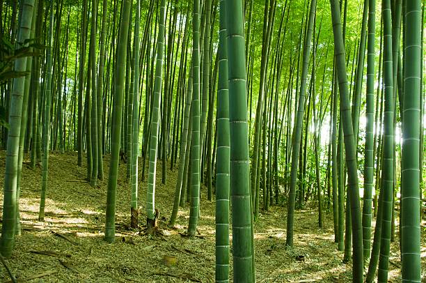bamboo forest stock photo