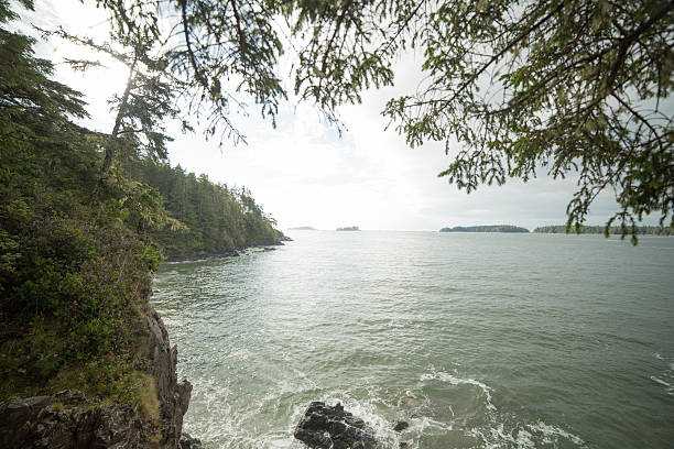 istock Vancouver Island coastline, cliffs and pine trees 498767234