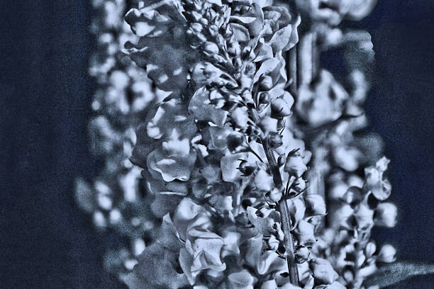 monochrome rendition of a number of stems of verbascum flower occupying central-right position in this composition