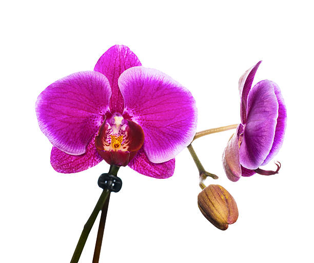 istock branch purple orchid isolated on white background 498767771