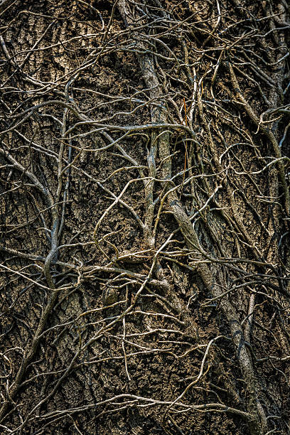 Twining leafless creeping branches Twining leafless ivy branches creeping up an old oak tree trunk. Intricate grunge natural organic background, texture. ivy tree bark wood stock pictures, royalty-free photos & images