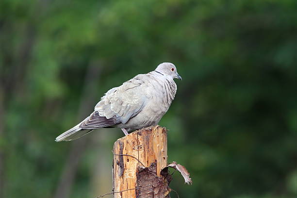 eurasian collared dove ( streptopelia decaocto ) standing on stump