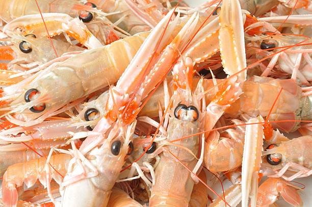 istock Close-up of three scampi 498768380