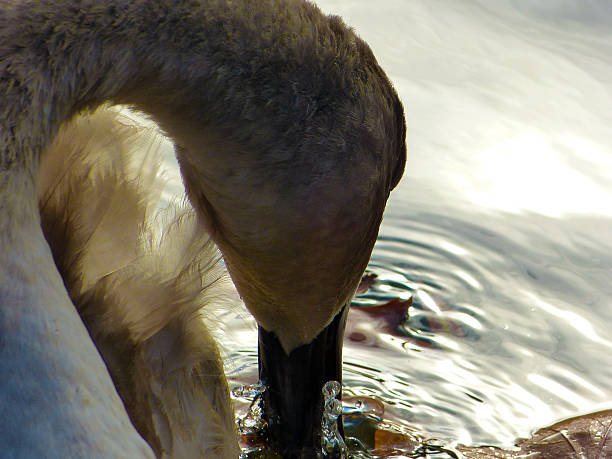 istock The elegance of the swan 498768403