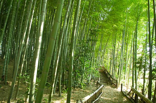 대나무 숲 웨이 - footpath single lane road bamboo bamboo shoot 뉴스 사진 이미지