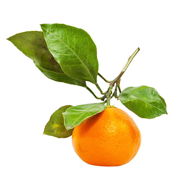 istock twig with fresh ripe abkhazian mandarin isolated 498768638