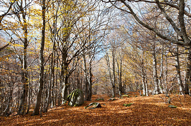 Landscape of the Cevennes