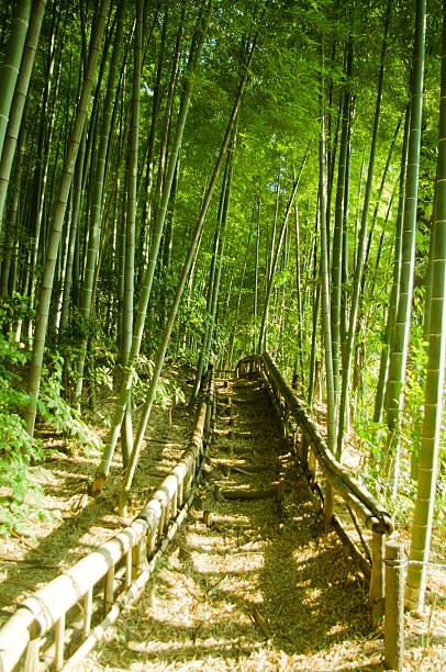 대나무 숲 웨이 - footpath single lane road bamboo bamboo shoot 뉴스 사진 이미지