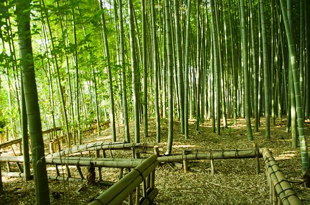 대나무 숲 웨이 - footpath single lane road bamboo bamboo shoot 뉴스 사진 이미지