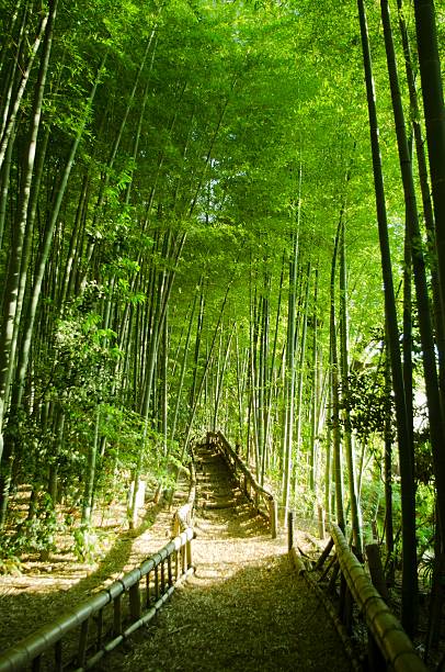 대나무 숲 웨이 - footpath single lane road bamboo bamboo shoot 뉴스 사진 이미지