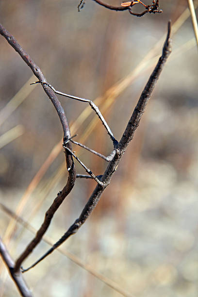 istock Madagascar: Madagascar Stick Insect, aka the Pink Wing Stick Insect 498768972