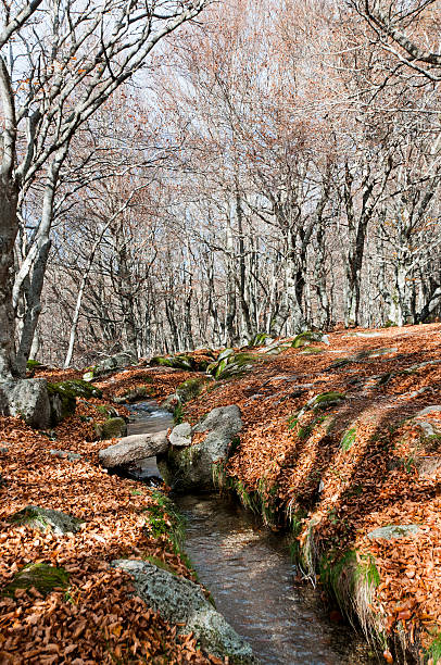 Landscape of the Cevennes