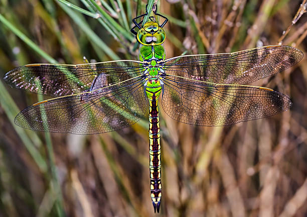 anax vert - depredador photos et images de collection