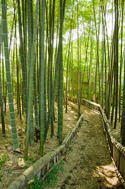 대나무 숲 웨이 - footpath single lane road bamboo bamboo shoot 뉴스 사진 이미지