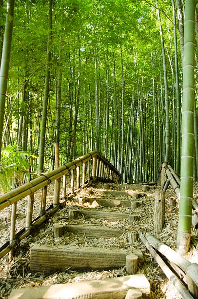 대나무 숲 웨이 - footpath single lane road bamboo bamboo shoot 뉴스 사진 이미지