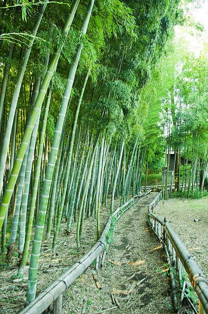 대나무 숲 웨이 - footpath single lane road bamboo bamboo shoot 뉴스 사진 이미지