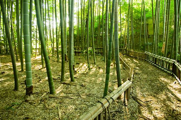 대나무 숲 웨이 - footpath single lane road bamboo bamboo shoot 뉴스 사진 이미지