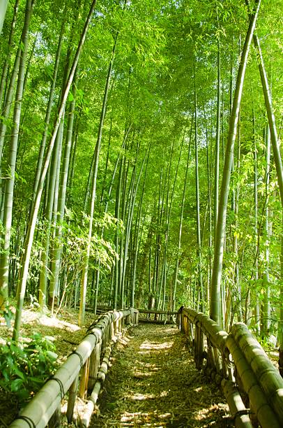 대나무 숲 웨이 - footpath single lane road bamboo bamboo shoot 뉴스 사진 이미지