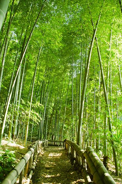 대나무 숲 웨이 - footpath single lane road bamboo bamboo shoot 뉴스 사진 이미지