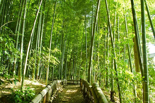 대나무 숲 웨이 - footpath single lane road bamboo bamboo shoot 뉴스 사진 이미지